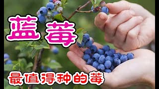 如何種藍莓1年的小苗大豐收藍莓多得收不完盆栽藍莓很容易呀最值得種的莓 how to grow blueberries