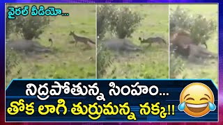 Viral Video : A Naughty Fox Fearless Prank On Sleeping Lion | Oneindia Telugu