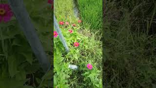 Bunga di Tepi Jalan, alangkah indahnya