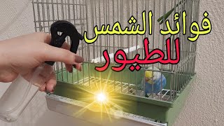 فوائد الشمس للطيور 