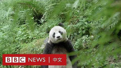 在全球300多种动物血液中发现的“永久化学物” 有多可怕？－ BBC News 中文 - 天天要闻