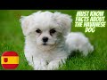 Getting To Know Your Dog's Breed: Havanese Dog Edition