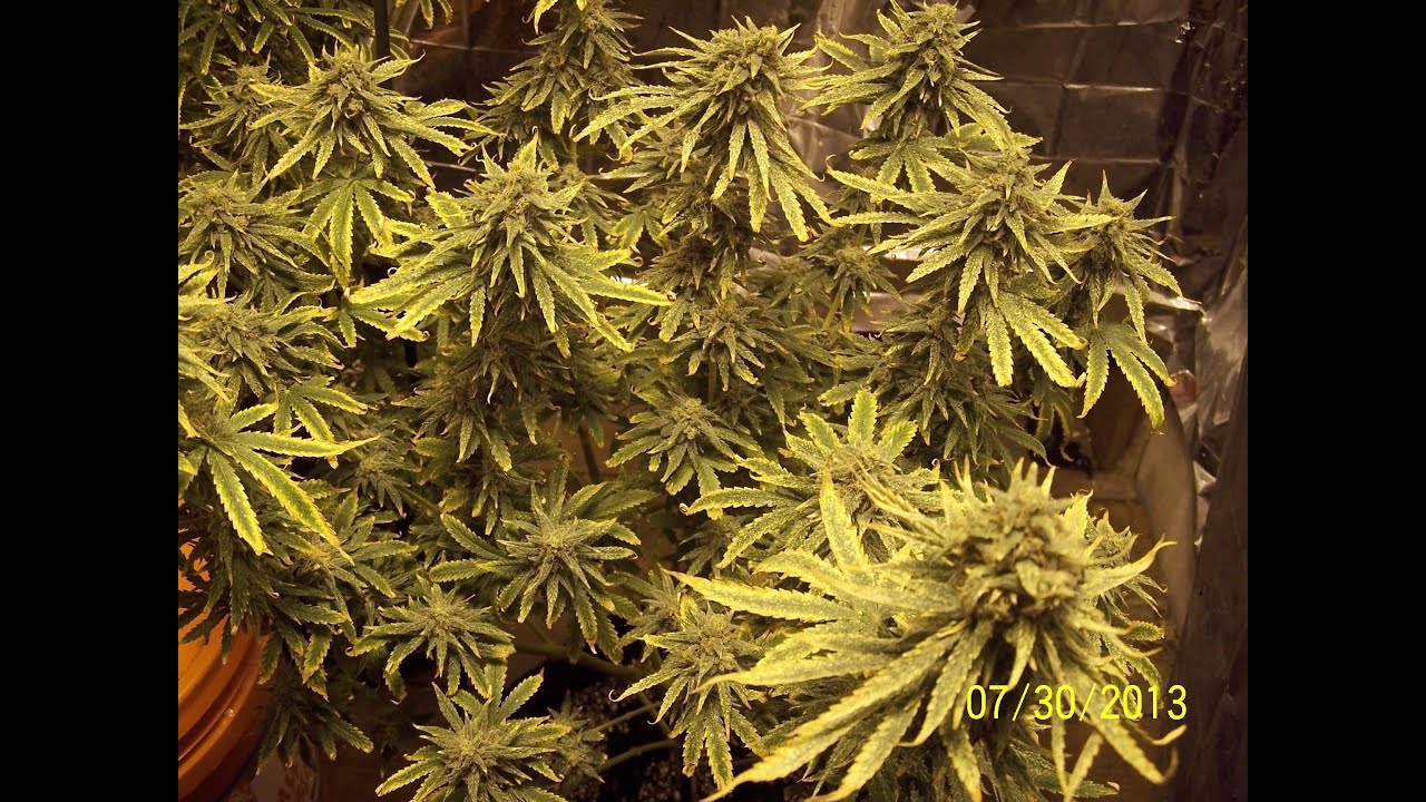 Week 12 Update for TheSocialGrow com