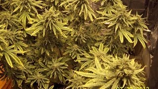 Week 12 Update for TheSocialGrow com