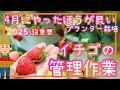 超重要♪イチゴ/4月の管理作業/家庭菜園/プランター栽培/2025年