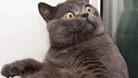 More Plastic! Fallout 76