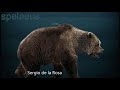 Preserved Prehistoric Bear Found in the Arctic,  And Some Other Interesting Stuff