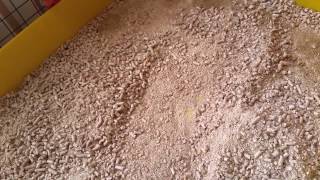 Cleaning Guinea Pig Cage (Fleece and Wood Pellets)