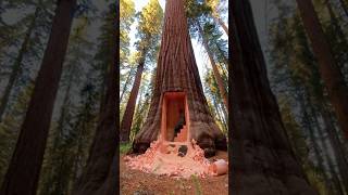 Carving A Hideout Inside A Solid Giant Tree Trunk