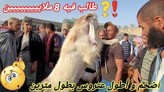 أظخم عتروس بطول مترين 😱 🐐/سوق المواشي بالجزائر 2022/أسعار جميع أنواع الماعز/ماعز السوري الأصيل موجود