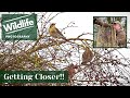FIELDFARE and REDWING - Getting Closer (Part 3) - UK WILDLIFE and NATURE Photography