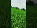 kisan