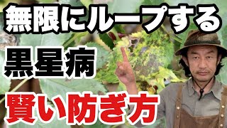 【気をつけて！】毎年厄介な黒星病の賢い防ぎ方教えます　　　【カーメン君】【園芸】【ガーデニング】【初心者】【バラ】【薔薇】