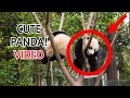Cutest Panda Moments Ever 🐼 | Try Not to Smile Challenge!