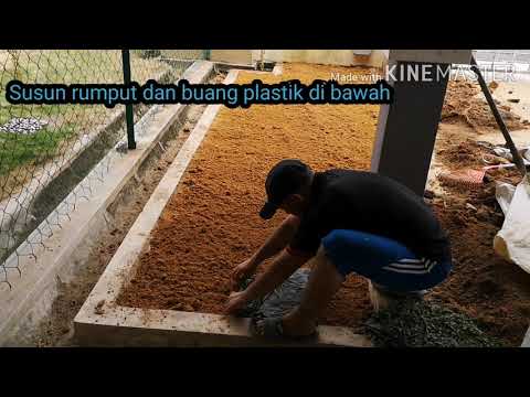 Video: Penjagaan Rumput Bulu Bulu - Cara Menanam Rumput Hiasan Bulu Bulu