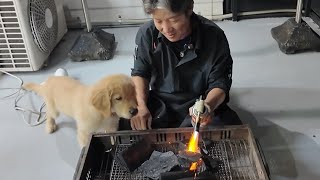 Daddy who teaches everything. A puppy that experiences everything. 【Golden Retriever japan】