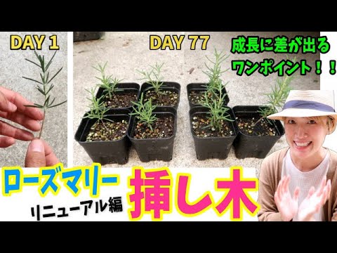 ローズマリー増やし方 挿し木リニューアル編 発根後ある事をすると成長に差が出ます How To Propagate Rosemary From Cuttings In Soil Youtube