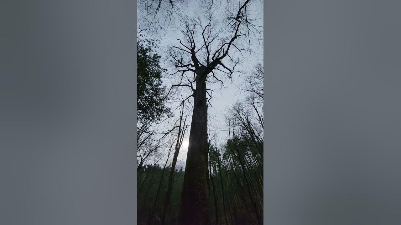 genett-poplar-2nd-largest-tree-in-georgia-outdoors-youtube
