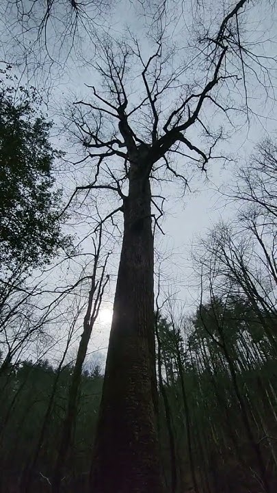 genett-poplar-2nd-largest-tree-in-georgia-outdoors-youtube