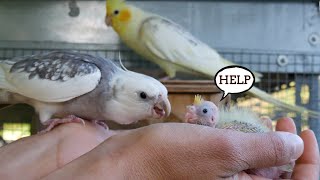 Cockatiel reacts to other babies