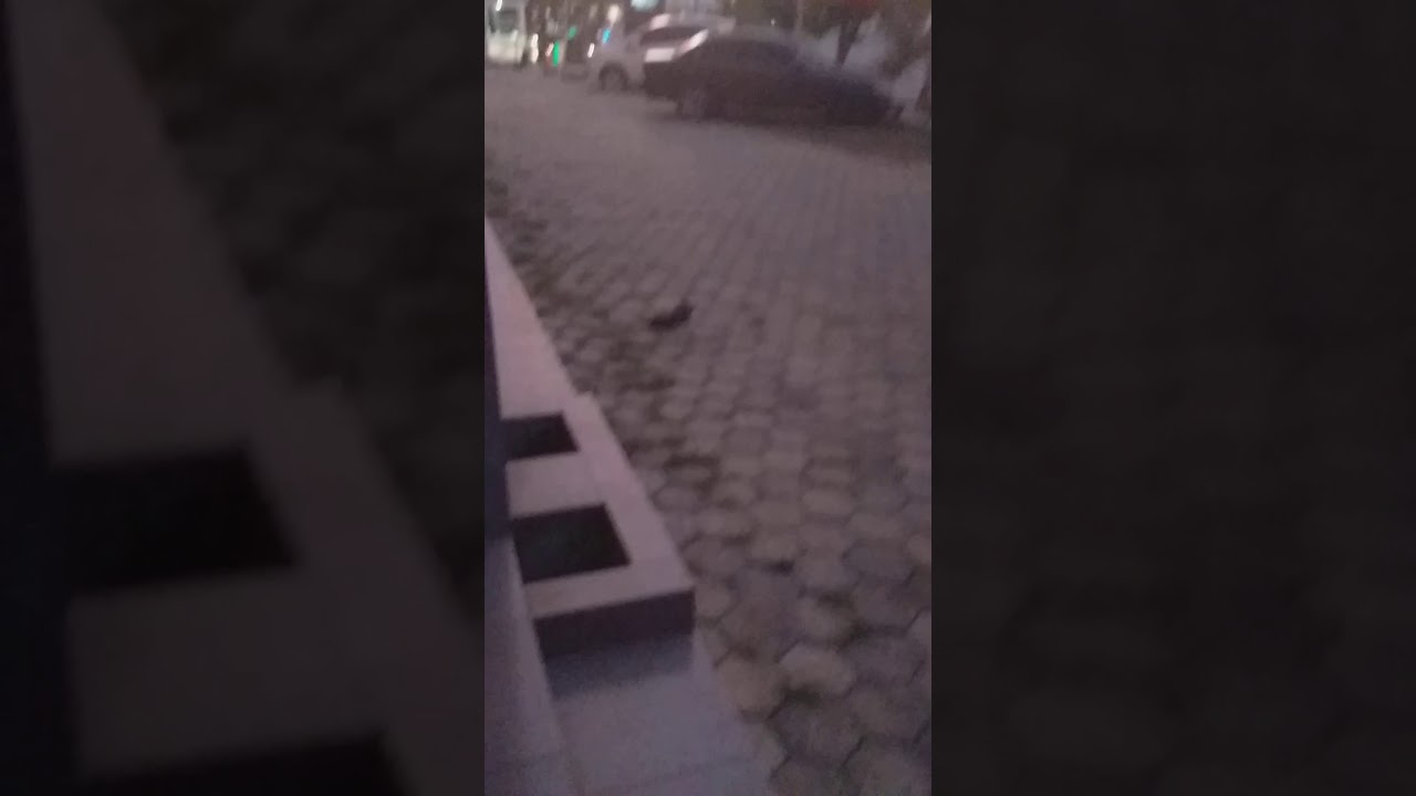 Lucunya Kucing mainan anak burung - YouTube