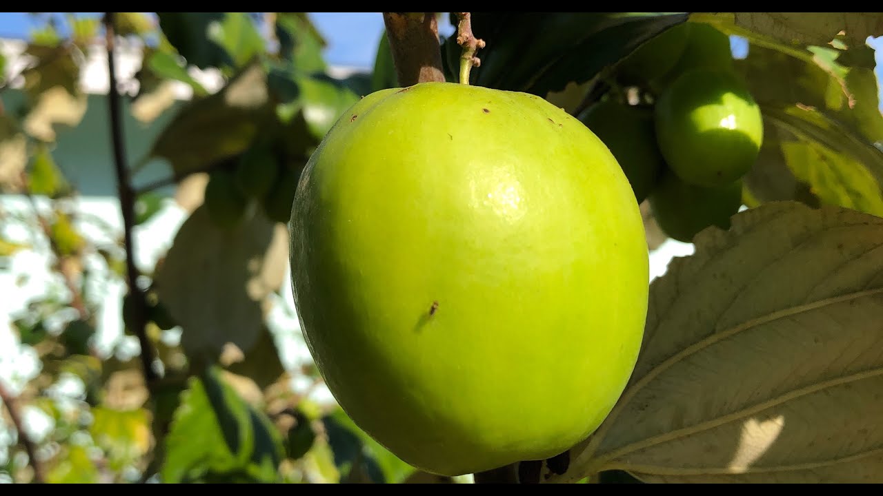 ‘Thai Giant’ Indian Jujubes - Growing Jujube Fruit in Florida - YouTube