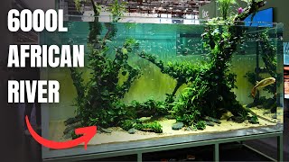 EPIC 3 METER AFRICAN RIVER AQUASCAPE AT INTERZOO 2024 by MJ Aquascaping 12,739 views 2 days ago 8 minutes, 23 seconds