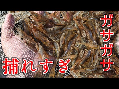 エビ取り Mp3 エビ取り Mp3