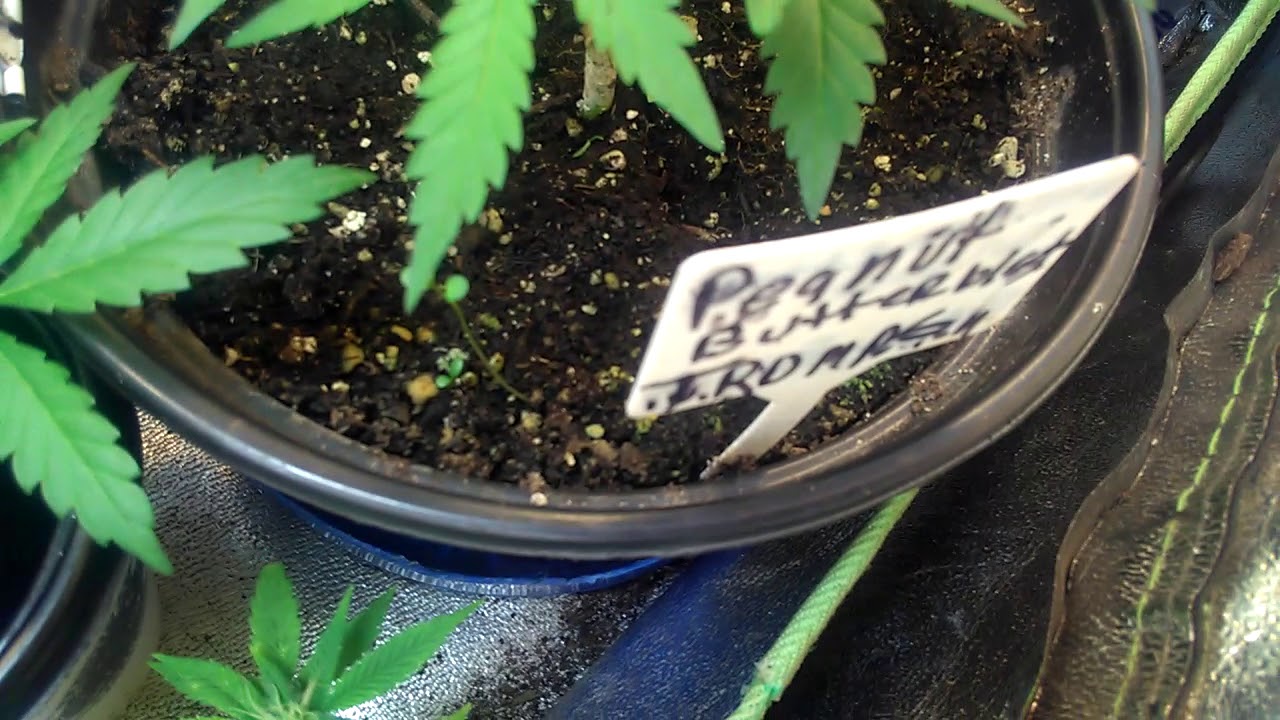 All clones and two Tropicana cookies clones