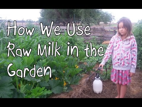 Video: How To Use Milk In The Garden