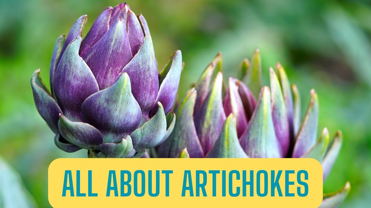 All About Artichokes YouTube