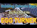 Hatching Coturnix Quail Eggs - Do You Really Need an Egg Turner?