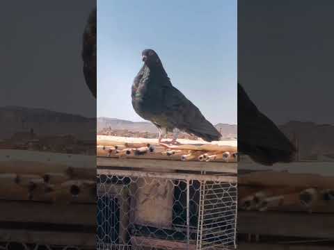 جمعة مباركة على الجميع الحمام السيفيانوس الاصيل