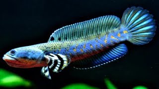 10 Jenis Ikan Channa Terpopuler di Indonesia