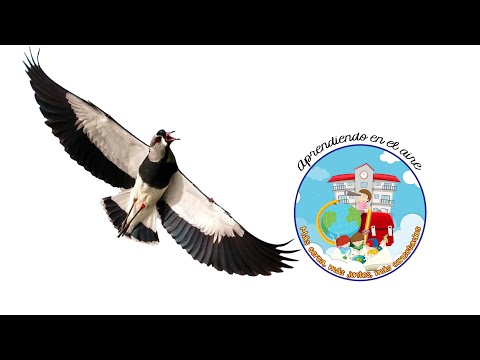 AVES DEL URUGUAY - EL TERO - DATOS CIENTÍFICOS Y PROPUESTAS DIDÁCTICAS