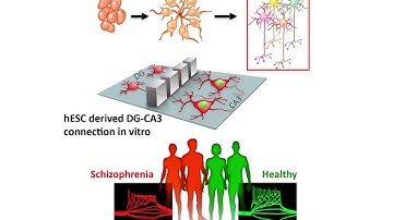 CA3 neurons generated from hPSCs as an in vitro model of hippocampal connectivity