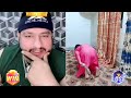 Back py maro  pehalwan punishing to ayesha paripunishment pk on bigo masti with monkeypunch gamer