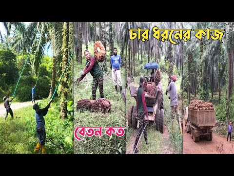 ভিডিও: পাম সেবা কি?