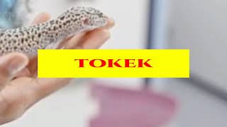 3 mitos Tokek (mistis)