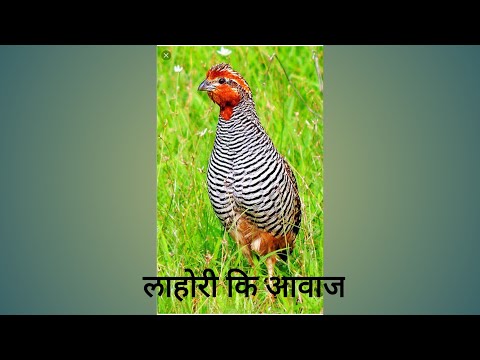 वीडियो: दुनिया भर में 10 अद्भुत कार्यालय डिजाइन