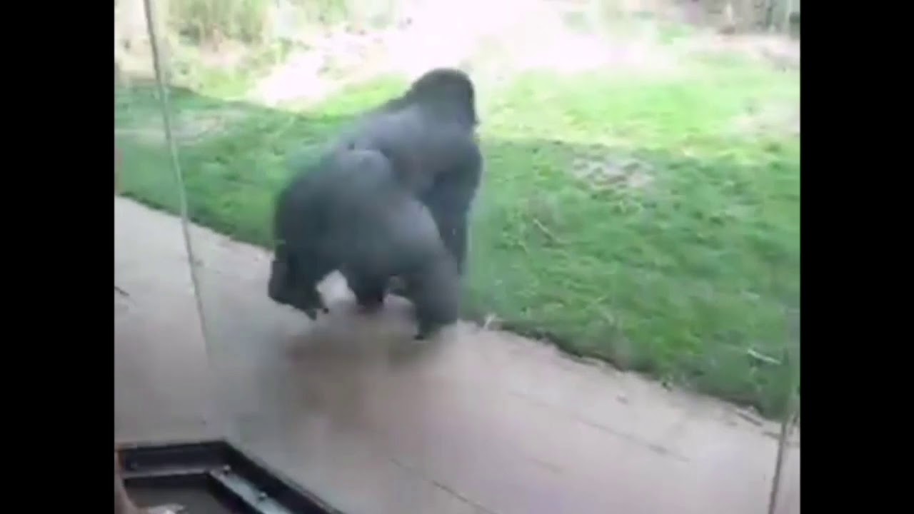 pix Gorilla Spinning Meme Gif spinning gorilla 1 hour youtube
