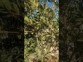 شجرة الغار وفوائدها شجرة الغار وفوائدها