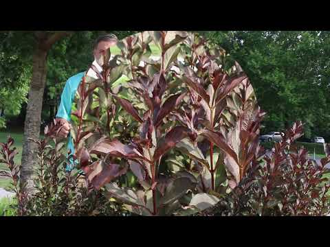 Video: Weigela blomstrende (Weigela Florida): beskrivelse, foto, vekstfunksjoner