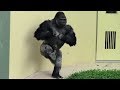 シャバーニ半端ないって Shabani is awesome ! Gorilla
