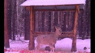 Сибирская косуля на кормушке