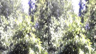 HTC EVO 3D Video Sample (Recorded In 720p 3D)