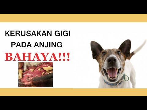 Video: Cara Mengobati Radang Gusi Pada Anjing