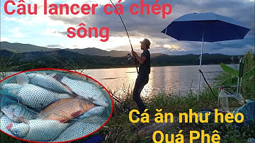 Câu lăng xê cá chép tự nhiên | Bóp mồi lancer câu sông.