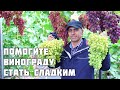 Как помочь винограду стать сладким - набрать сахар!