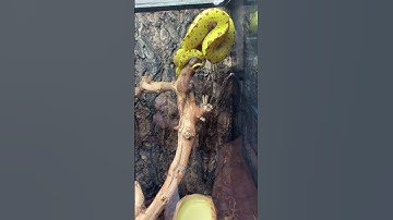 Beautiful tree boa ￼snake 🐍 #shorts #video #animals #youtube #snake #foryou #animals #music